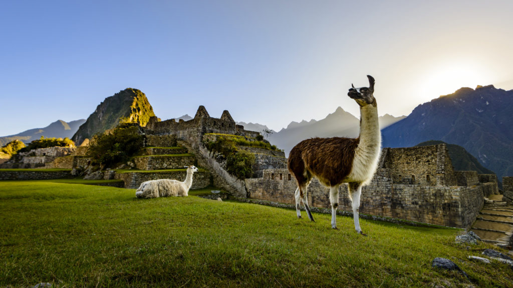 A llama walks around the ruins of Machu Picchu