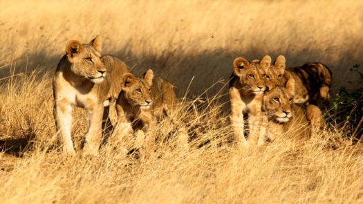 samburu-lions-kenya