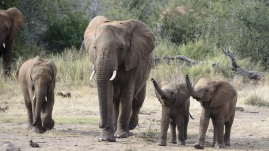 elephants-madikwe-game-reserve-south-africa