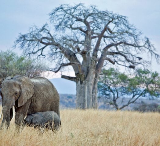 Elephant and calf in the plains of Tarangire National Park, Tanzania