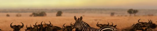 Zebra and wildebeest in the Serengeti National Park, Tanzania, at sunset