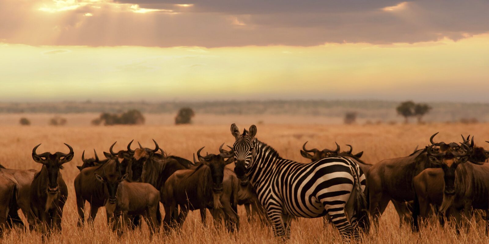 Zebra and wildebeest in the Serengeti National Park, Tanzania, at sunset