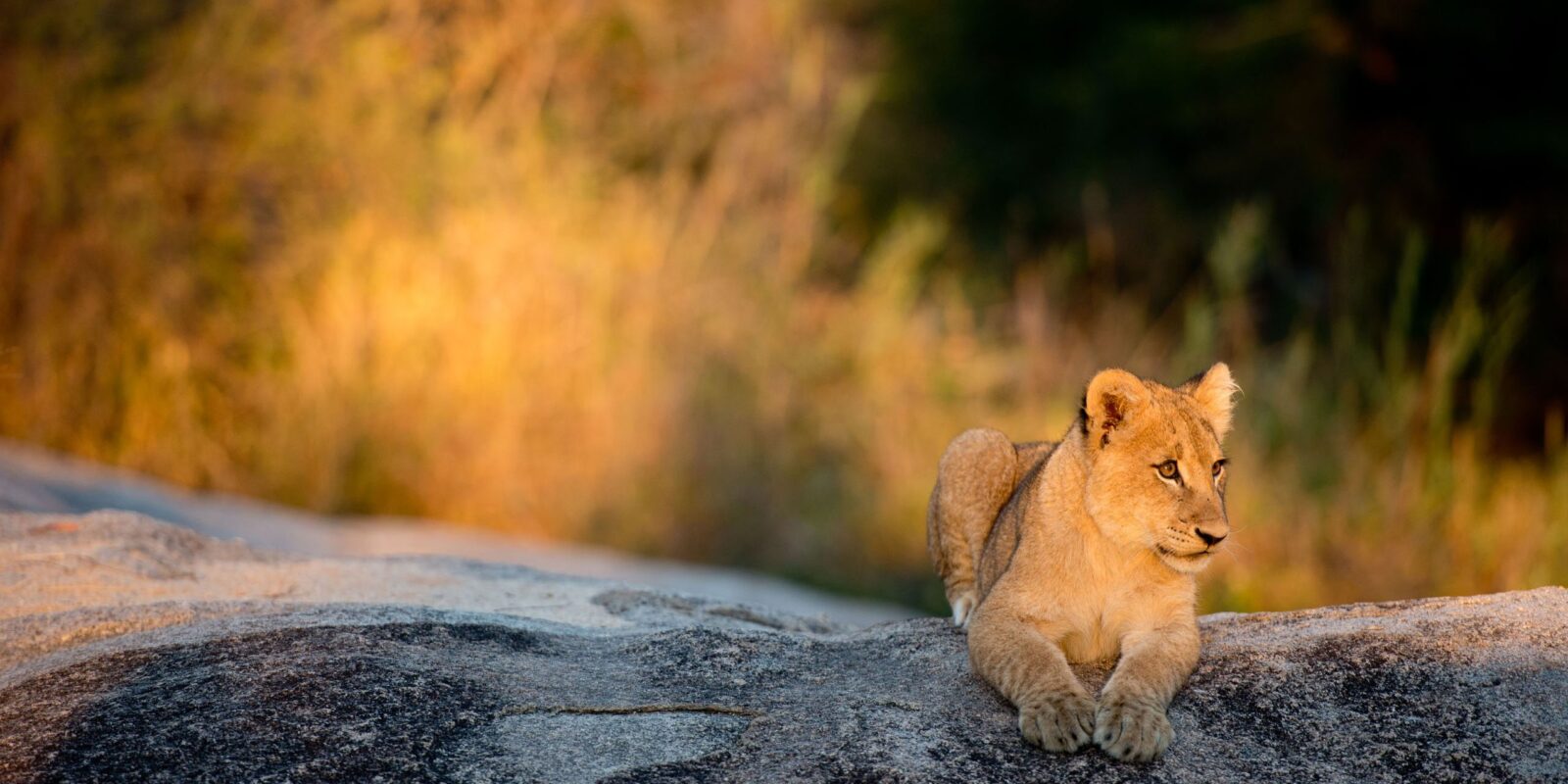 African Lion