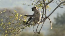 langur-monkey-panna-national-park-india