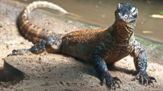 Komodo dragon, the Komodo Islands, Indonesia