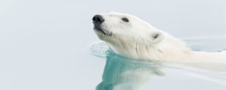 A polar bear glides through the icy waters in Svalbard