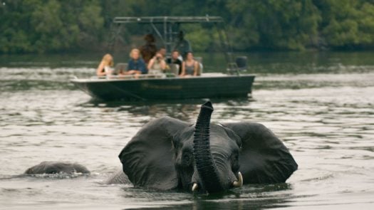 elephant-zambezi-river