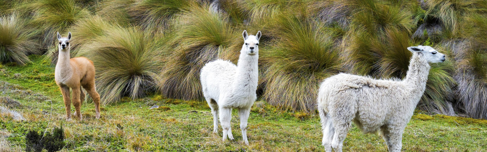 Llamas in Cajas National Park, Cuenca, Ecuador