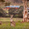 wolgan-valley-wallaby