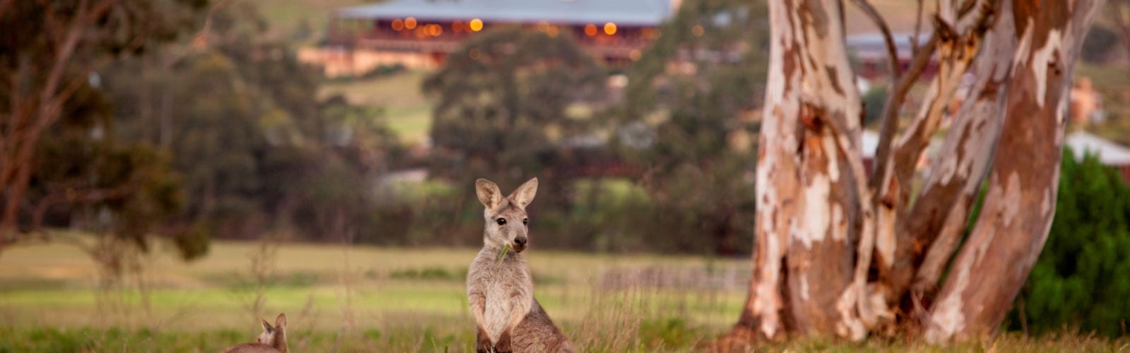 wolgan-valley-wallaby