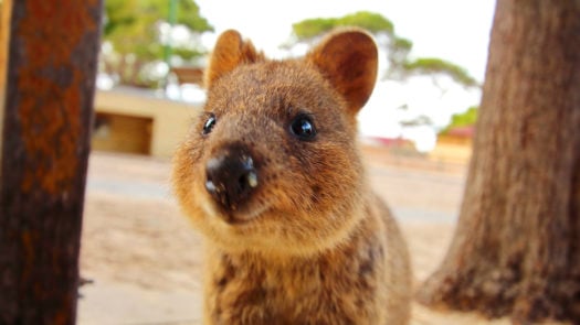 Quokkas on the Rottnest Island in Australia.