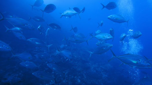 Fish in the outer reef of Lord Howe Island