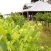 Spicers Vineyards in New South Wales