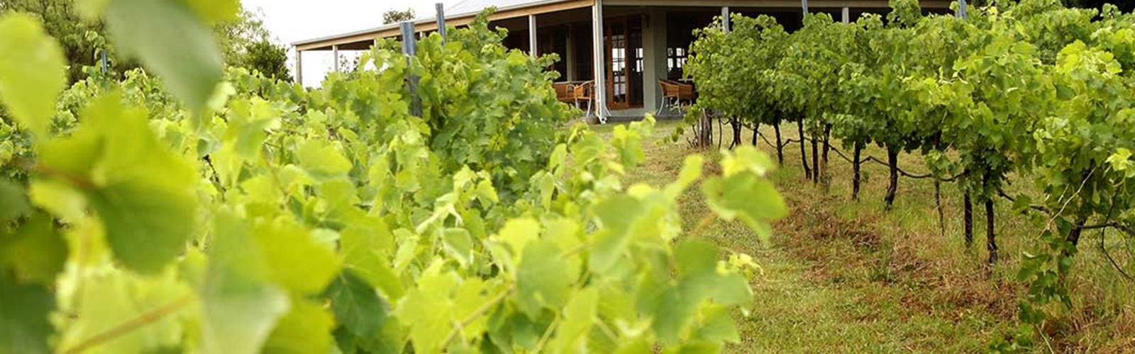 Spicers Vineyards in New South Wales