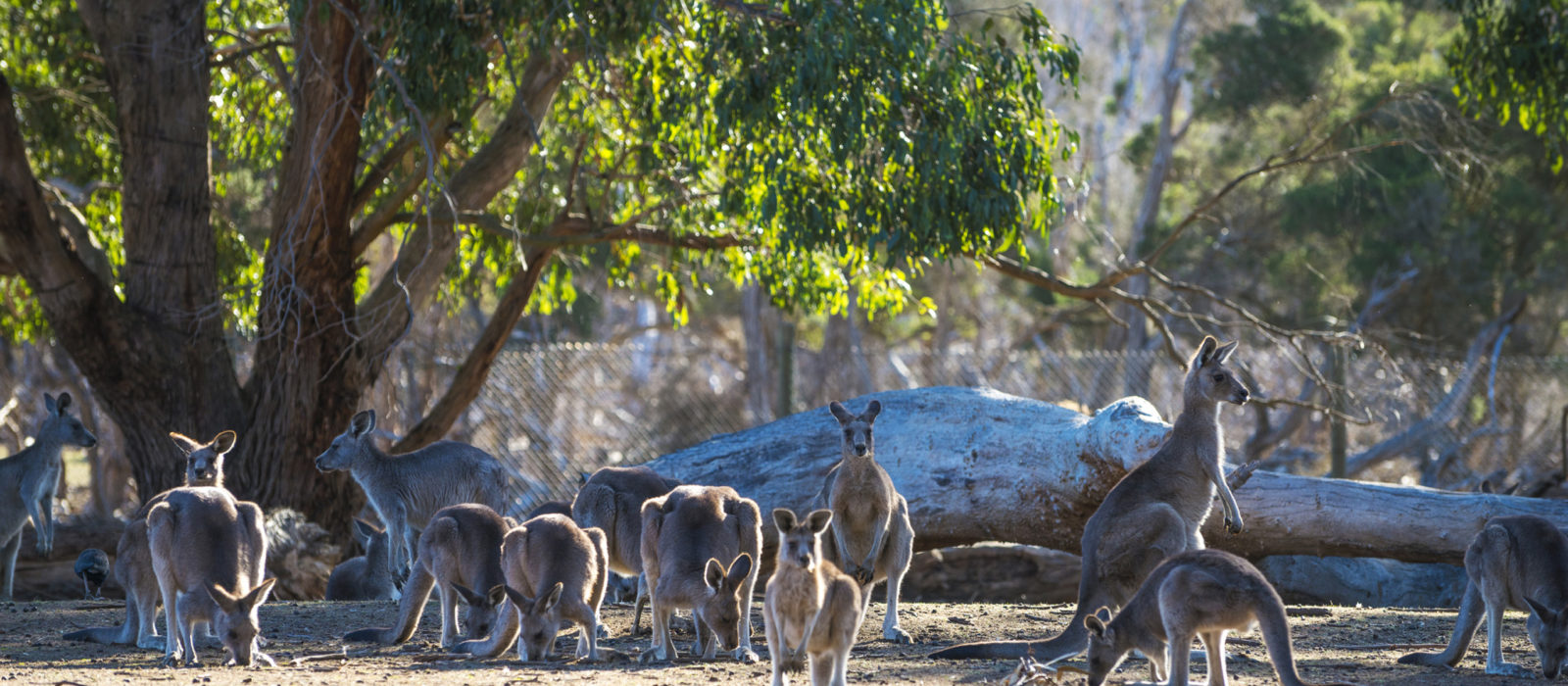 kangaroos-australia