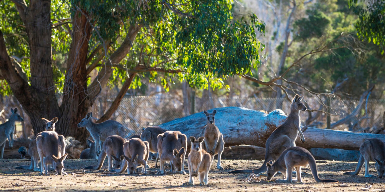 kangaroos-australia