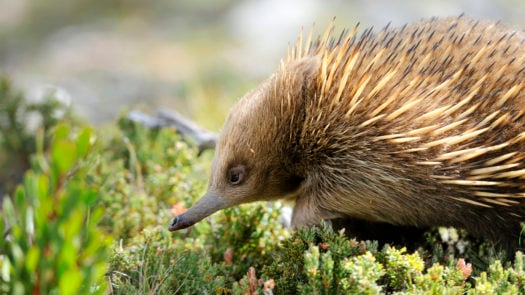 An echidna in Tasmania