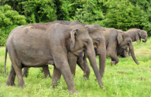 elephant-gathering-minneriya-national-park-sri-lanka