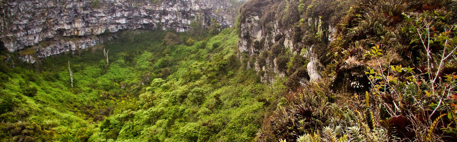 Amazing landscape of Twin Craters, Los Gemelos, mysterious mossy forest