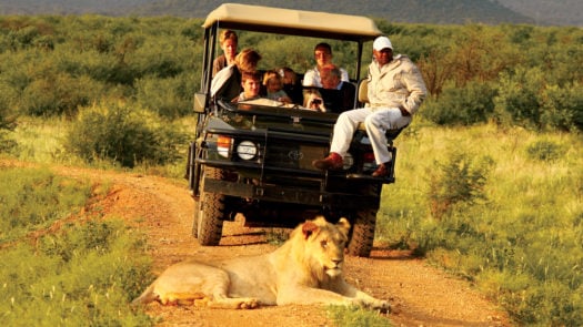 madikwe-hills-safari-south-africa