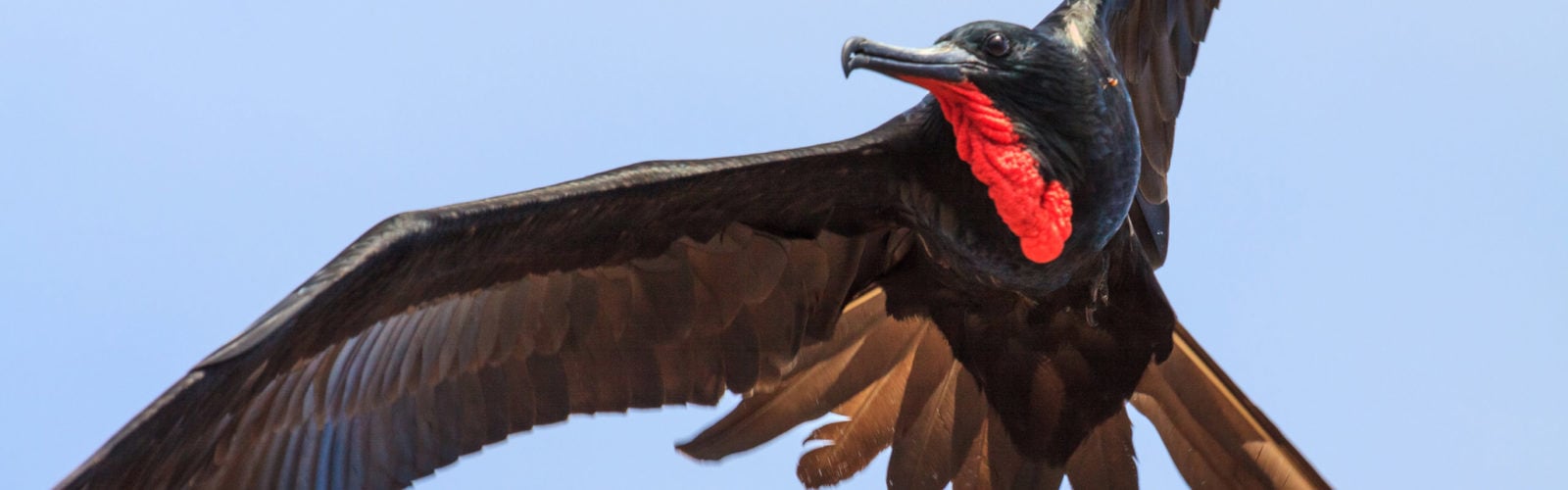 Frigatebird flying in the sky