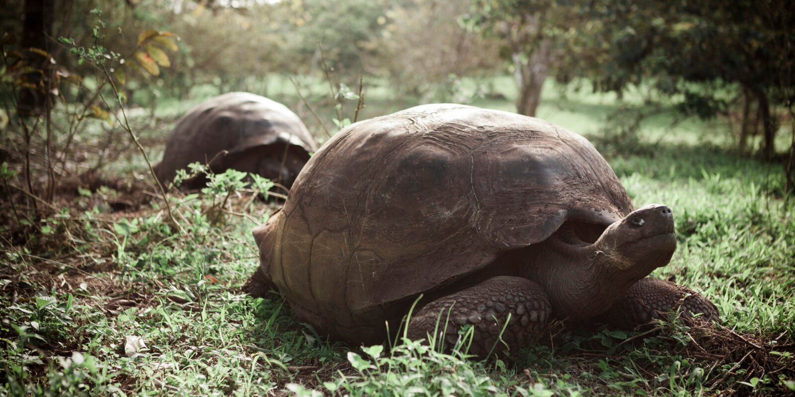 giant-tortoises-santa-cruz-galapagos-islands