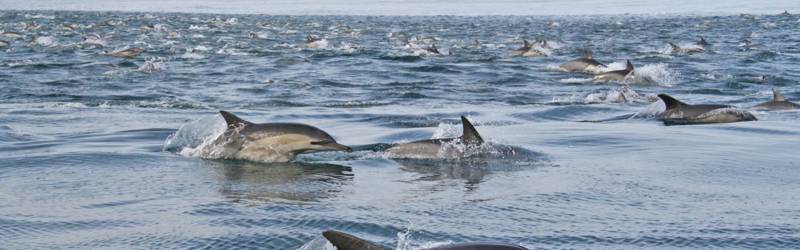 Dolphins South Africa