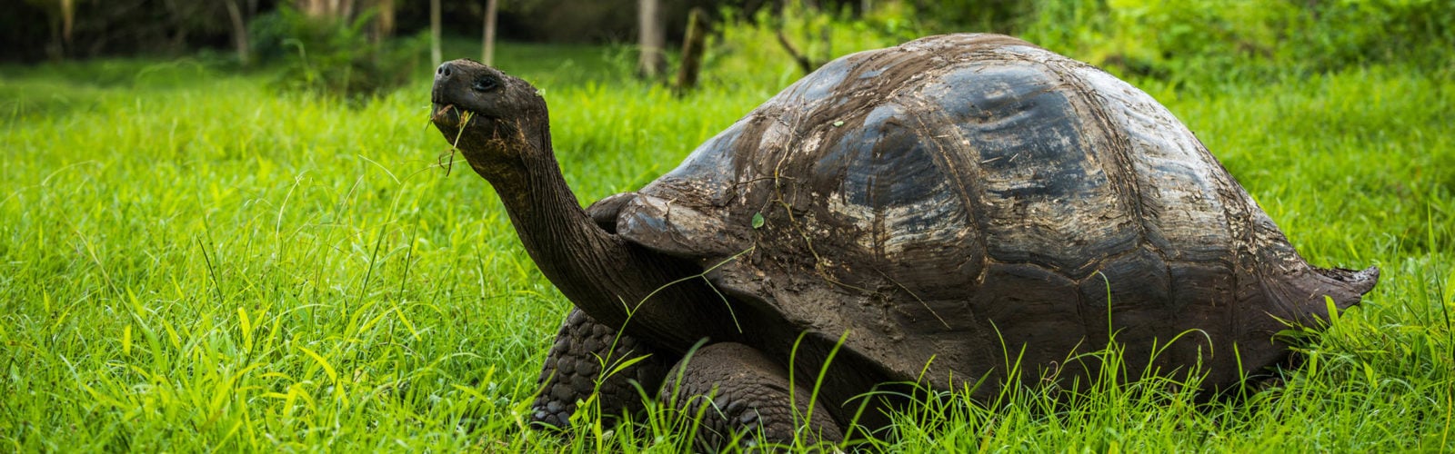 Galapagos giant tortoise eating grass in woods