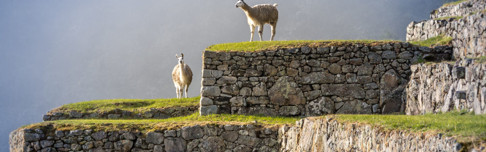 Llamas on Machu Picchu Terraces, Peru