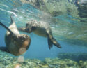 Two Galapagos Sea Lions Frolic Together Underwater