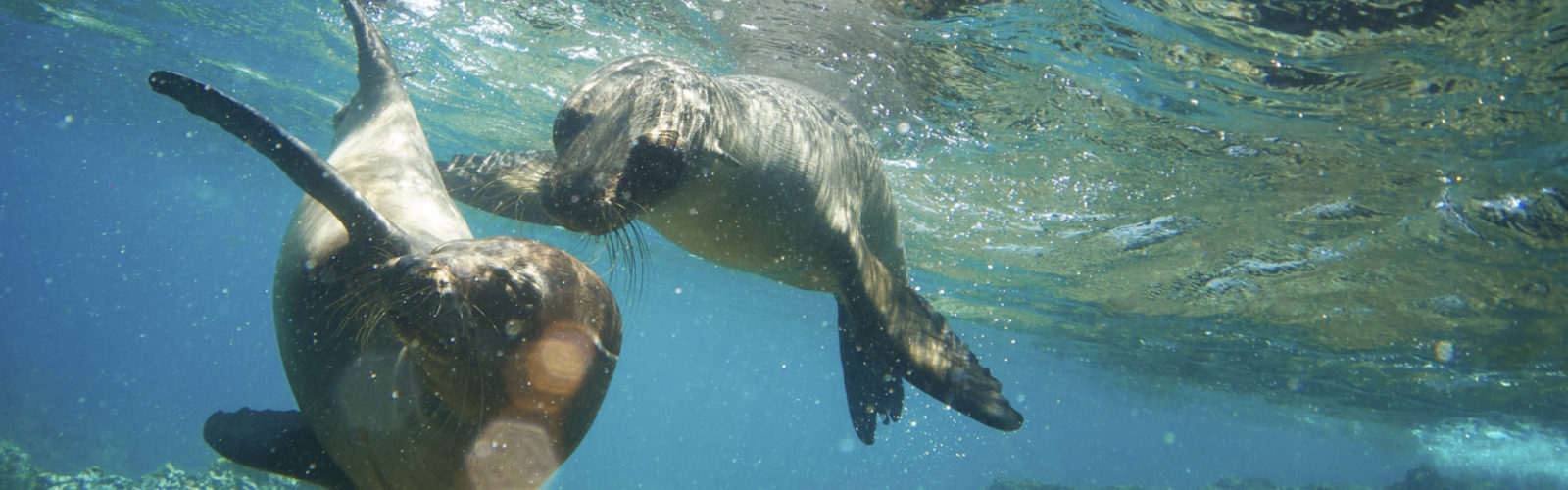 Two Galapagos Sea Lions Frolic Together Underwater