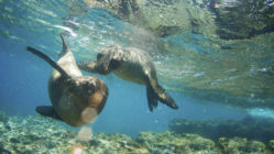 Two Galapagos Sea Lions Frolic Together Underwater