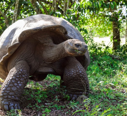 Galapagos Tortoise