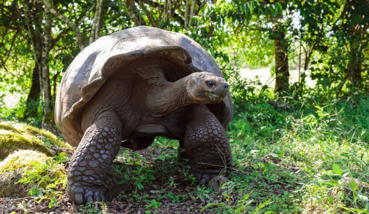 Galapagos Tortoise