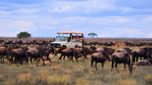 sanctuay-serengeti-mobile-camp-game-drive-migration