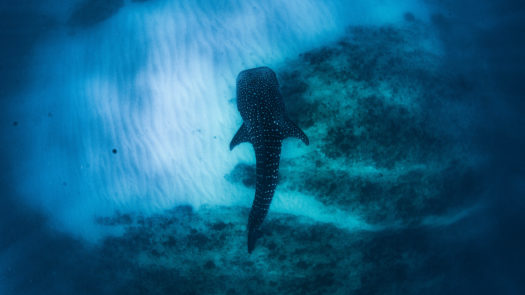 Whale Shark in Ningaloo Reef