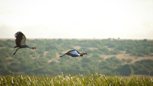 solio-lodge-birds-flying