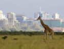 Lone giraffe against backdrop of the Nairobi city skyline – Nairobi national park, Kenya