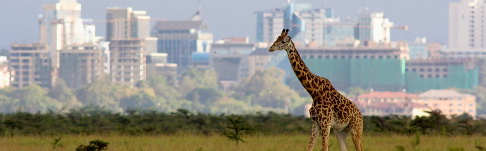 Lone giraffe against backdrop of the Nairobi city skyline – Nairobi national park, Kenya