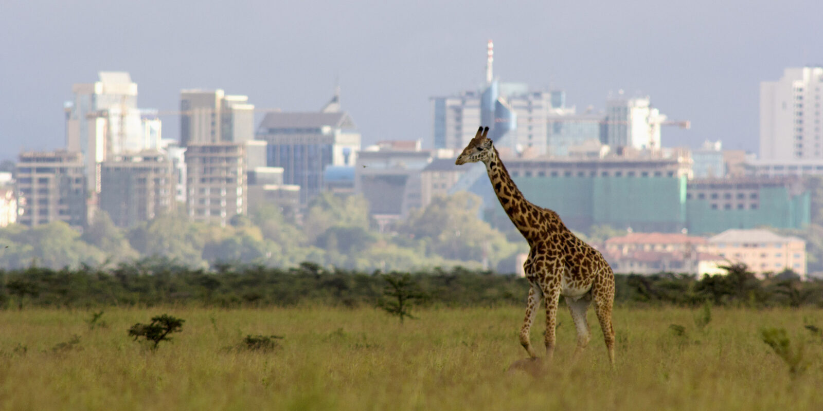 Lone giraffe against backdrop of the Nairobi city skyline – Nairobi national park, Kenya