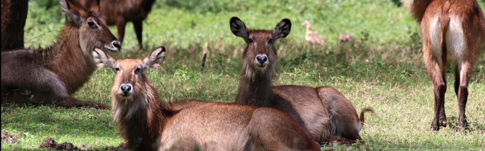 waterbuck-solio