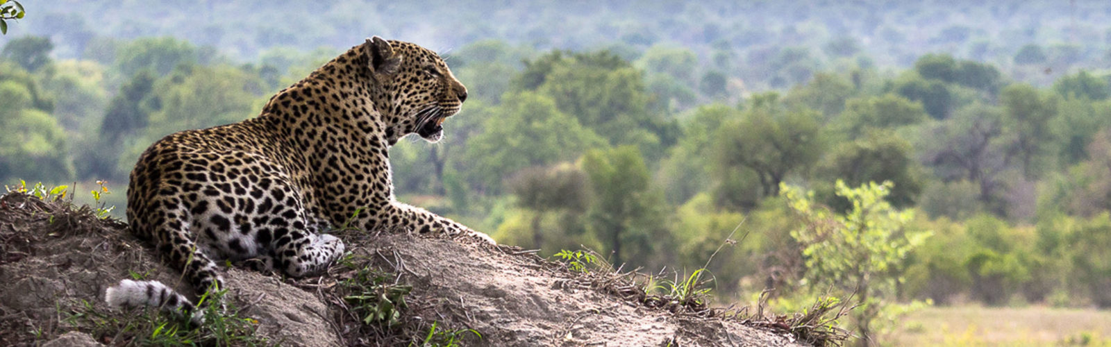 Leopard in Sabi Sabi