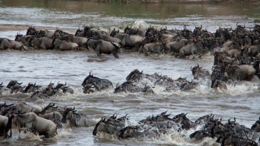 great-migration-river-crossing-kenya