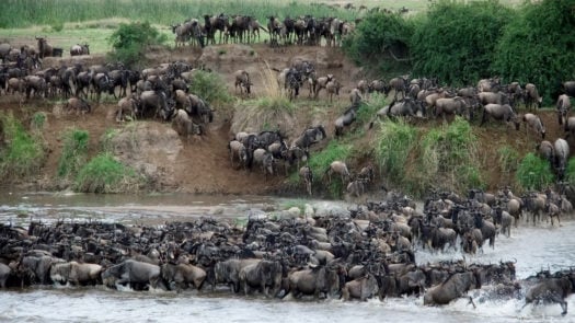 great-migration-mara-river-crossing-kenya