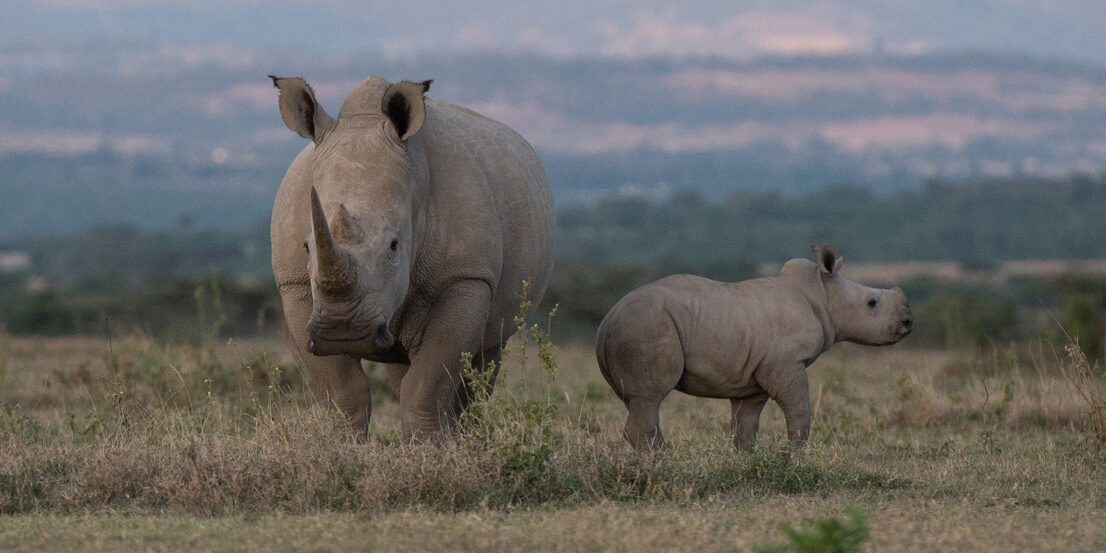 Rhinos, Solio Private Reserve, Kenya