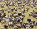 Wildebeest Great Migration