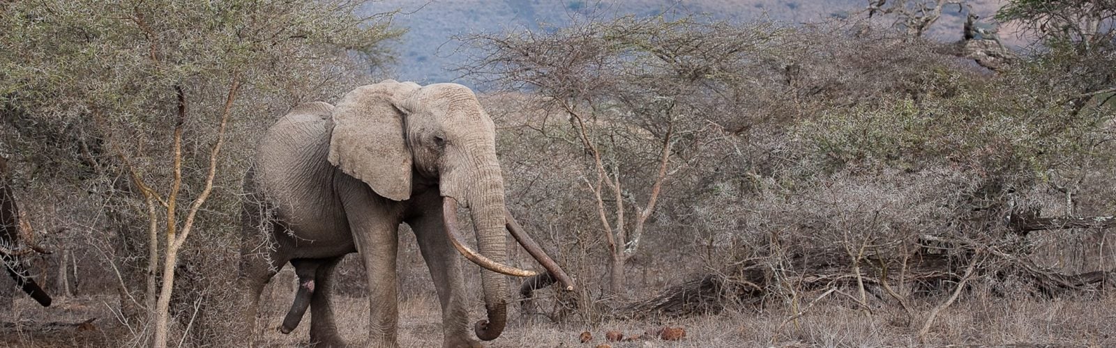 ol-donyo-lodge-elephant