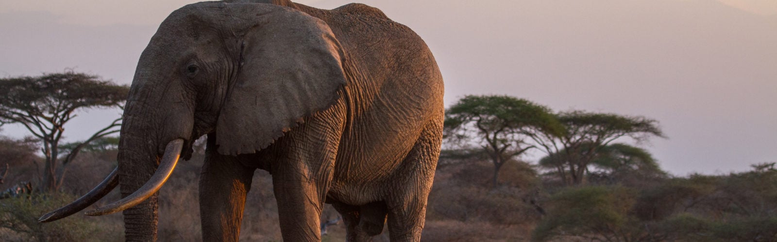 ol-donyo-lodge-elephant-dusk