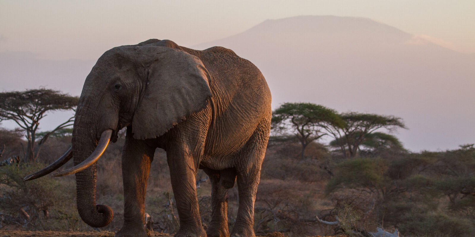 ol-donyo-lodge-elephant-dusk