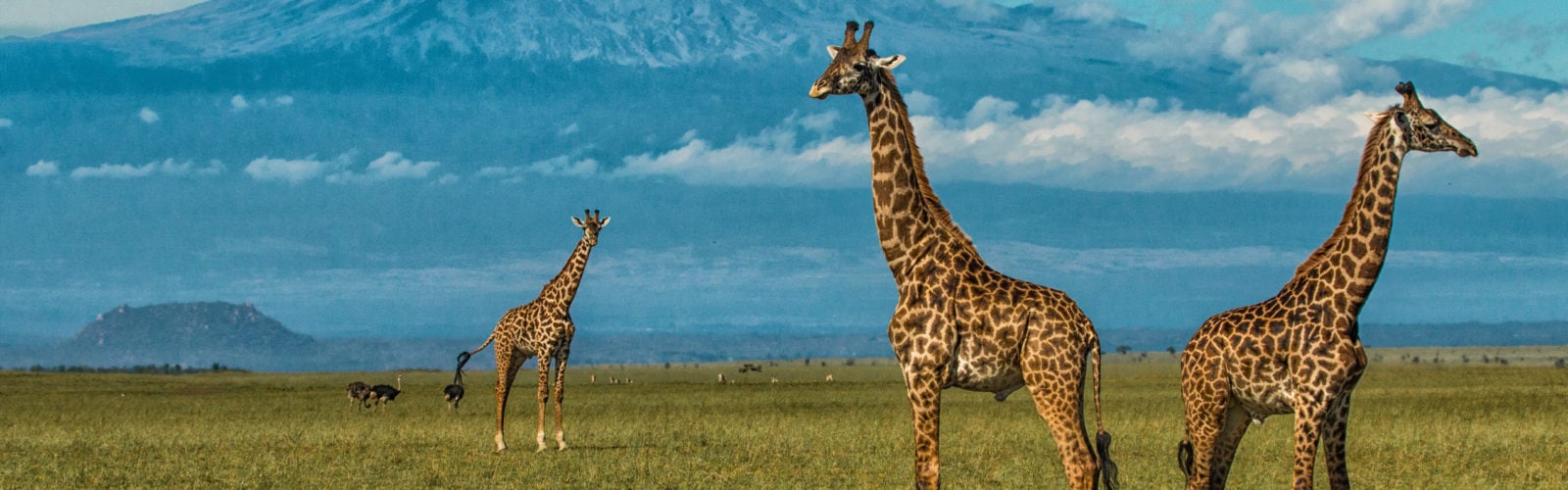 ol-donyo-lodge-giraffe-and-kilimanjaro